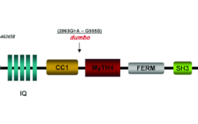 Gen MYO7A