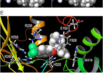 La fluoxetina podría proporcionar el primer tratamiento para la degeneración macular atrófica DMAE