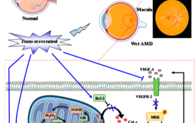 El resveratrol puede atenuar la muerte de las células retinianas en ratas diabéticas
