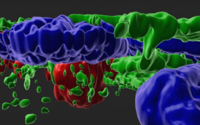 Identifican posibles fármacos para la DMAE a partir de células madre