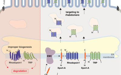 Descubren las proteínas que causan ceguera gracias a los ojos de las moscas