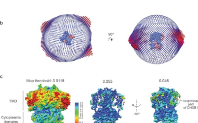 Descubren una proteína en los bastones de la retina que ayuda a ver con poca luz