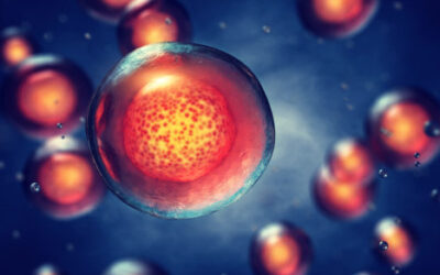 El implante de retina CPCB-RPE1 para DMAE derivado de células madre es viable a largo plazo