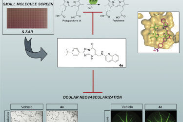 Inhibidor de la ferroquelatasa agente antiangiogénico para patologías neovasculares
