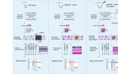 La inhibición de la acumulación de ceramida en la retina protege los fotorreceptores y mejora la visión