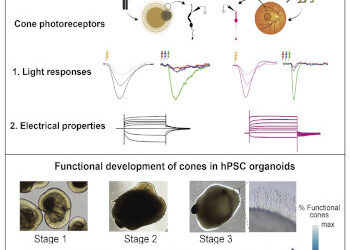 Células fotorreceptoras de organoides de la retina pueden reproducir funciones clave de la visión