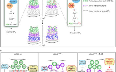 Identifican al gen Strip1 como necesario para la supervivencia de las células ganglionares de la retina