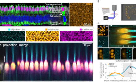 Las mitocondrias de los conos actúan como microlentes para mejorar la transmisión de fotones y conferir sensibilidad direccional a la luz