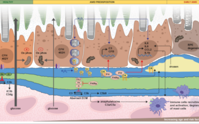 Los factores del complemento en la degeneración macular asociada a la edad (DMAE)