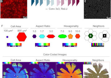 Mapa de resolución unicelular del epitelio pigmentario de la retina