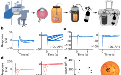 Vida después de la muerte para el ojo humano