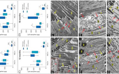 ophNdi, una nueva terapia génica para la DMAE centrada en la función mitocondrial