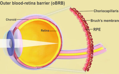 Células madre de pacientes y bioimpresión 3D para producir tejido ocular