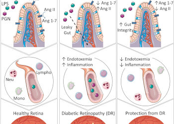 Diabetes tipo 1: Mantener la enzima ECA2 en el intestino previene la ceguera causada por la diabetes