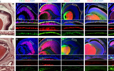 Una nueva terapia génica (ophNdi1) podría emplearse en el tratamiento de múltiples enfermedades oculares