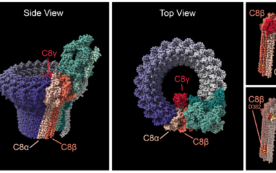 Variantes genéticas raras posible causa de la DMAE