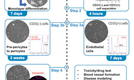 Fabricación de células de vasos sanguíneos a partir de células madre de pacientes