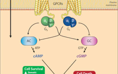 Fármacos de moléculas pequeñas para el abordaje clínico de la degeneración macular asociada a la edad (DMAE), la retinopatía diabética (RD) y la retinosis pigmentaria (RP)