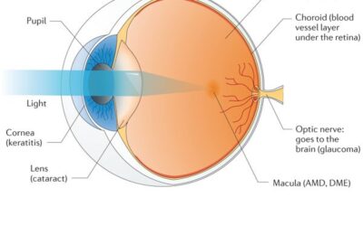 Próximos objetivos terapéuticos en enfermedades oculares