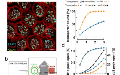 Estudio descubre nuevas complejidades sinápticas en la retina