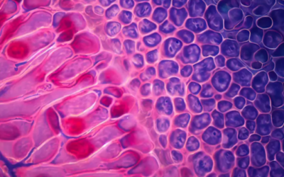 Mapeo de la arquitectura molecular de los componentes integrales del sistema visual