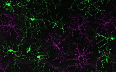 Modelo terapéutico para tratar enfermedades oculares incurables