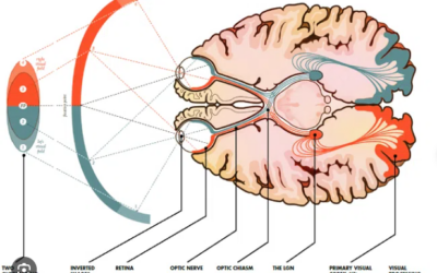 Cómo el sistema visual contribuye a la memoria
