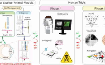 Plan de acción para terapias regenerativas de enfermedades oculares