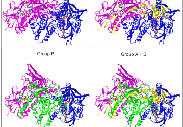 Elovanoide-N34 modula TXNRD1 clave en la protección para enfermedades degenerativas del cerebro y ojo