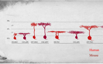 Las células que componen el ojo tienen orígenes evolutivos antiguos