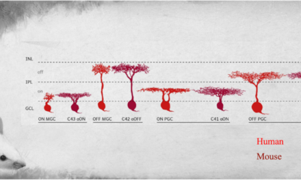 Las células que componen el ojo tienen orígenes evolutivos antiguos