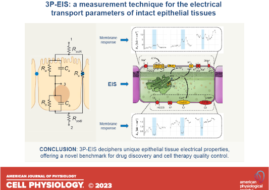 Una técnica innovadora optimiza el control de calidad de células de laboratorio para tratar la DMAE