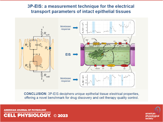 Una técnica innovadora optimiza el control de calidad de células de laboratorio para tratar la DMAE
