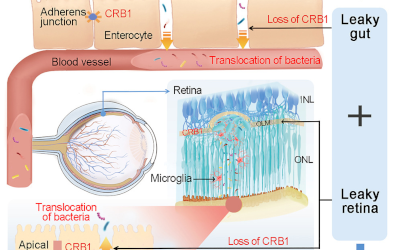 Descubren relación clave entre bacterias intestinales y ceguera en ratones con mutación genética CRB1