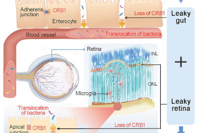 Descubren relación clave entre bacterias intestinales y ceguera en ratones con mutación genética CRB1