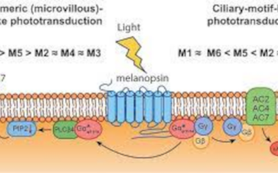 Los fotorreceptores utilizan dos vías para decirle al cerebro «¡He visto la luz!»