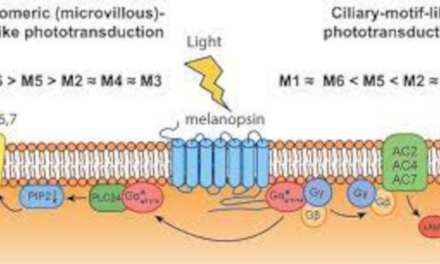 Los fotorreceptores utilizan dos vías para decirle al cerebro «¡He visto la luz!»