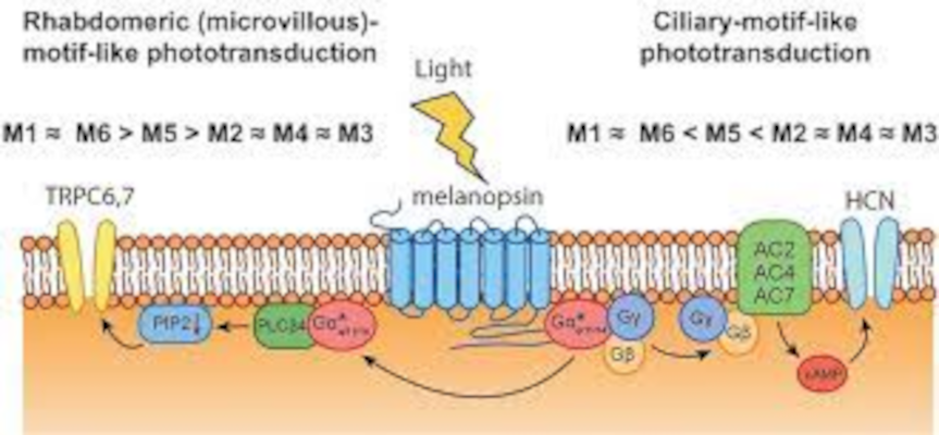 Los fotorreceptores utilizan dos vías para decirle al cerebro «¡He visto la luz!»