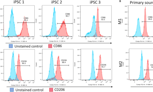 Una «fábrica de monocitos» facilitará el estudio de enfermedades oculares ligadas al sistema inmunológico