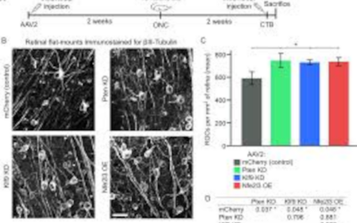 Nfe2l3: prometedor camino hacia la regeneración del nervio óptico