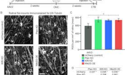 Nfe2l3: prometedor camino hacia la regeneración del nervio óptico