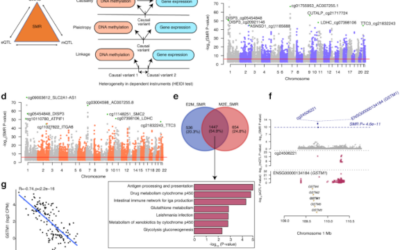 Un estudio del Instituto Nacional del Ojo (NEI) identifica un ‘punto de partida’ para el desarrollo de la DMAE