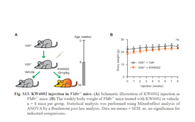 Científicos del MCG identifican un nuevo objetivo de tratamiento para la DMAE (Adora2a)