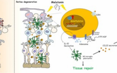 Melatonina y riesgo de degeneración macular relacionada con la edad (DMAE)