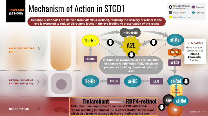 Belite Bio administra Tinlarebant al primer paciente en fase 2/3 del ensayo Dragon II para Stargardt