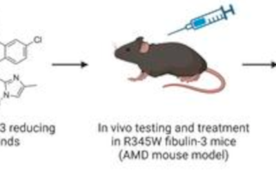 La inhibición de GSK3 reduce la producción de la matriz extracelular y previene distrofias en patrón similares a la DMAE