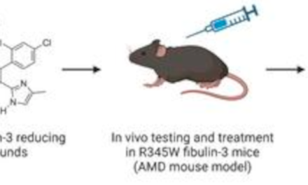 La inhibición de GSK3 reduce la producción de la matriz extracelular y previene distrofias en patrón similares a la DMAE