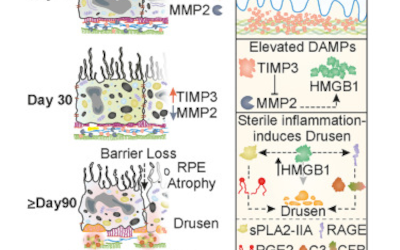 Posibles terapias para DMAE y distrofias maculares