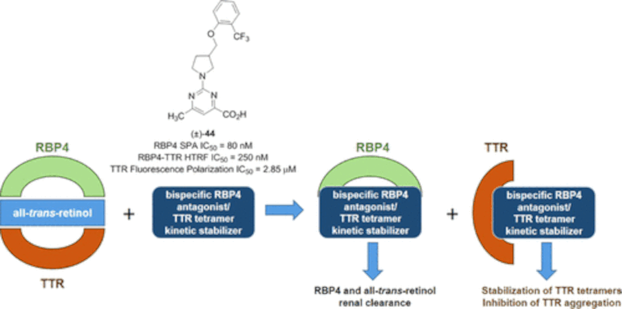 El National Eye Institute financia una molécula pequeña con doble especificidad como terapia para la DMAE seca (atrofia geográfica)
