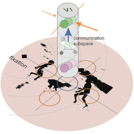 “El desorden visual” altera el flujo de información en el cerebro